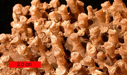 Corail tabulé (un syringoporidé) ; calcaire de Boone (Carbonifère inférieur) près de Hiwasse, Arkansas, la barre d'échelle est de 2,0 cm