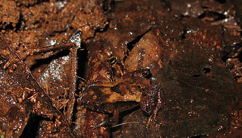 Grenouille à peine reconnaissable sur fond de feuilles brunes en décomposition.