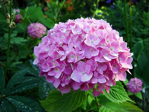 Fleurs d'hortensia, Srinagar, Cachemire, Inde