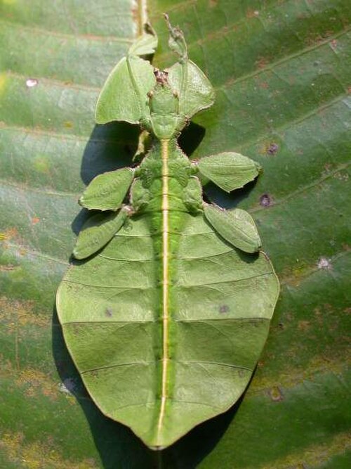 Phyllium sp., des Ghâts occidentaux.