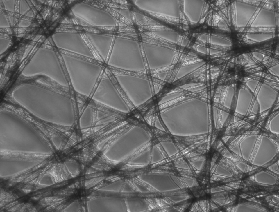 En éclairage à contraste de phase, le contraste de l'échantillon provient de l'interférence des différentes longueurs de trajet de la lumière à travers l'échantillon.