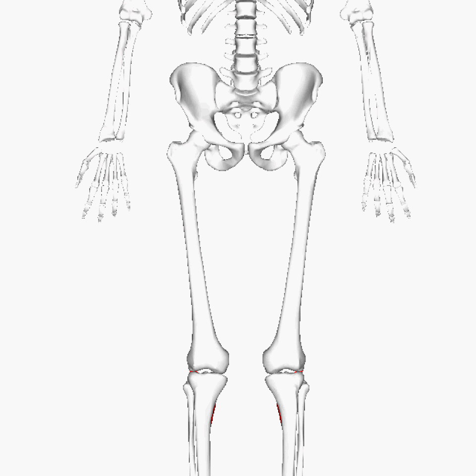 muscle poplité