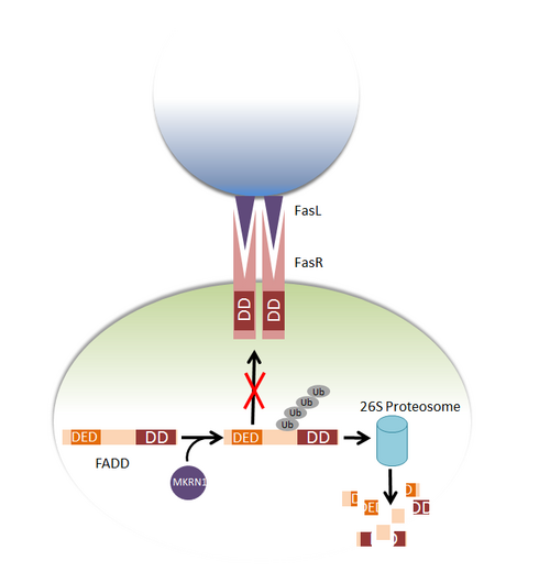 Régulation de FADD par MKRN1 : MKRN1 ubiquitinyle FADD en le ciblant pour qu'il soit dégradé par le protéosome 26S. Au fur et à mesure de sa dégradation, FADD ne peut plus se lier au récepteur Fas pour induire l'apoptose lorsque le ligand Fas se lie au récepteur Fas. Le ligand Fas et le récepteur Fas se trouvent sur des cellules séparées.