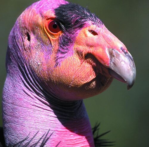 Tête de condor de Californie
