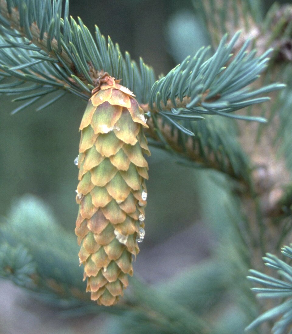 Cône femelle mature résineux de Picea engelmannii, bractées non visibles