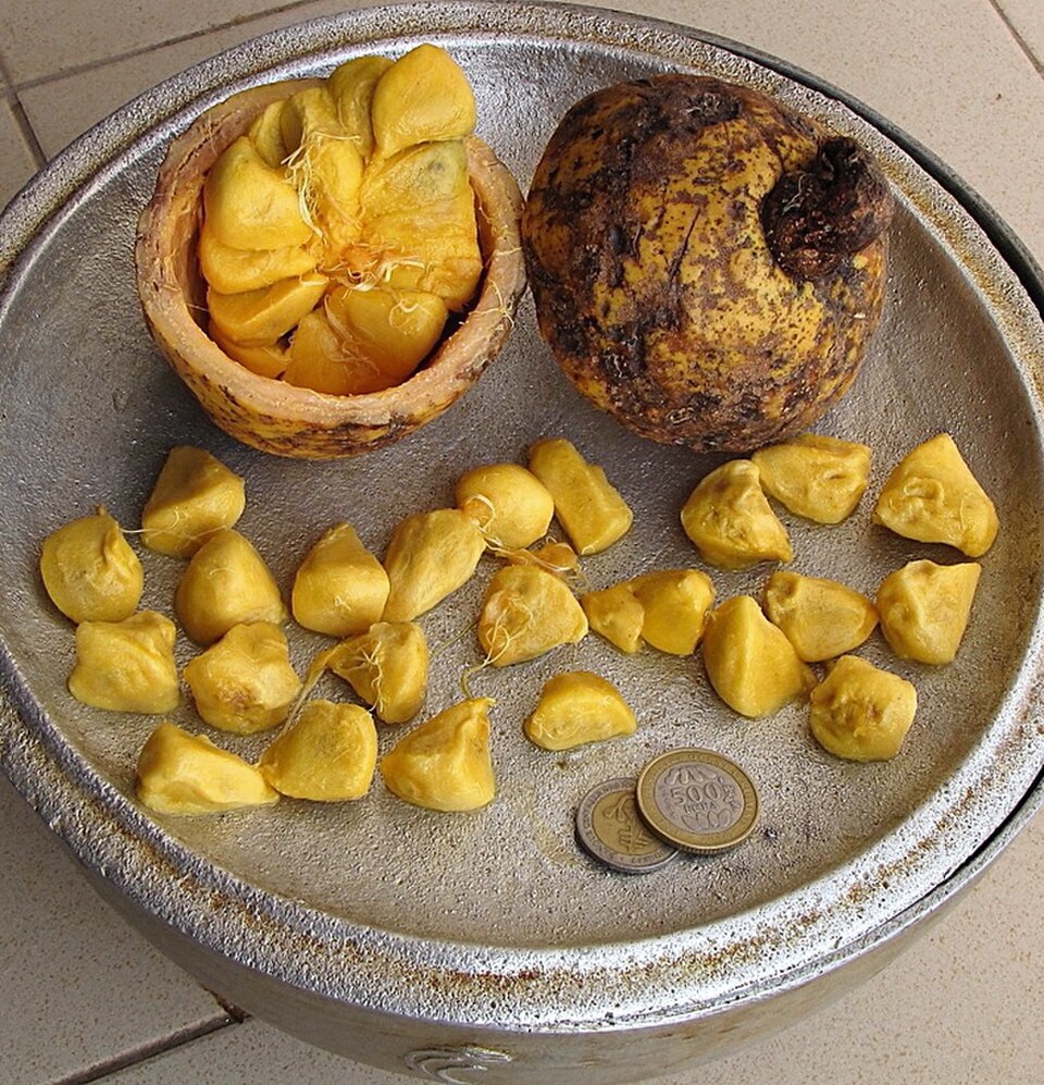 Saba senegalensis : dissection d'un fruit mûr et comestible