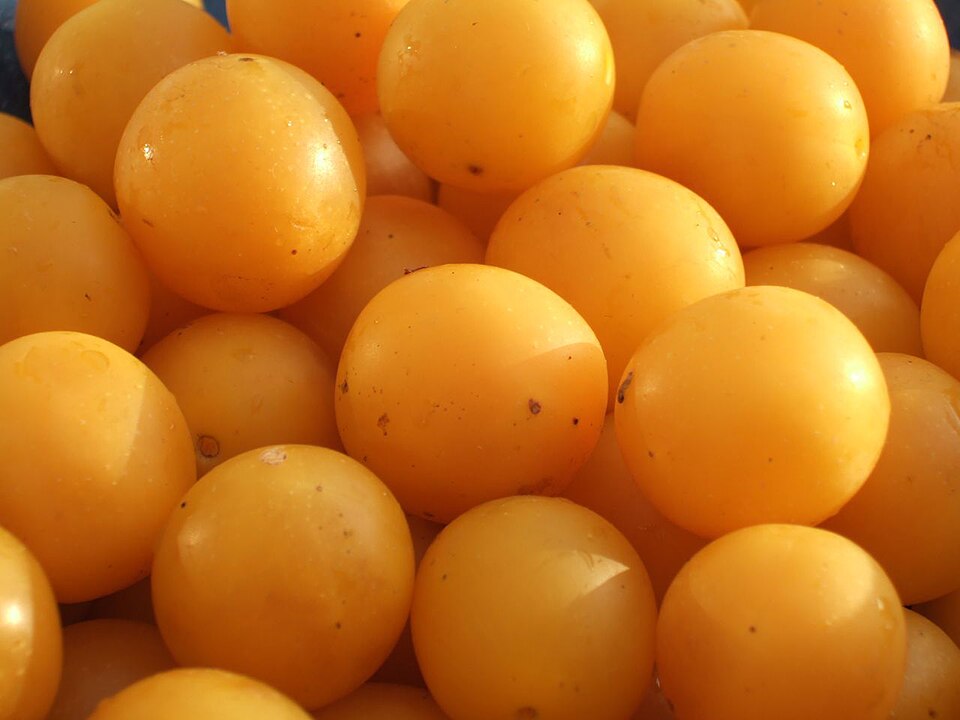 Mirabelles (prune européenne)