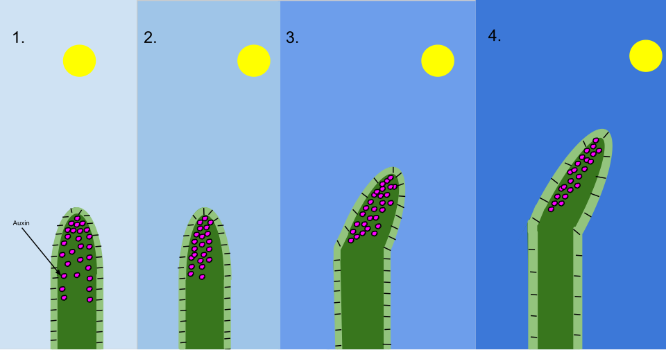 Schéma du mécanisme du phototropisme chez les coléoptiles d'avoine