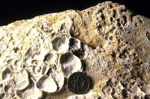 Forages de gastrochaenolites dans un sol dur du Jurassique moyen, sud de l'Utah ; voir Wilson et Palmer (1994).