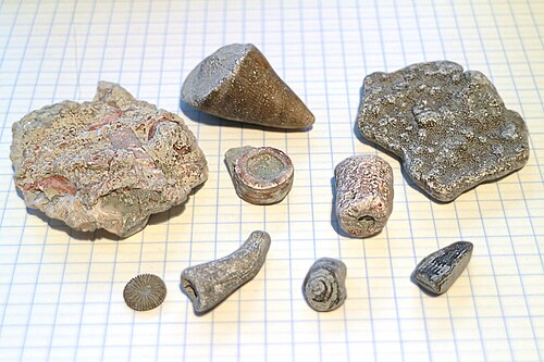 Fossiles des plages de l'île de Gotland, dans la mer Baltique, placés sur du papier avec des carrés de 7 mm (0,28 pouce)
