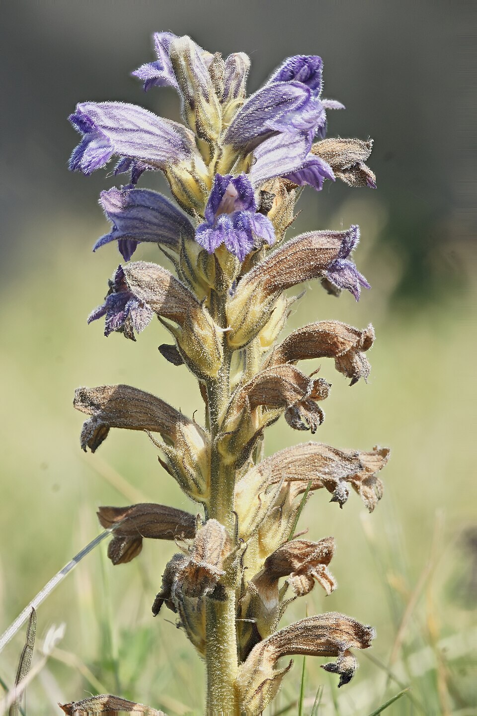 L’Orobanche purpurea, une orobanche parasite sans feuilles, tire toute sa nourriture d’autres plantes.
