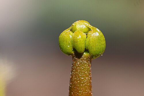 Bouton de fleur de Vénus attrape-mouche