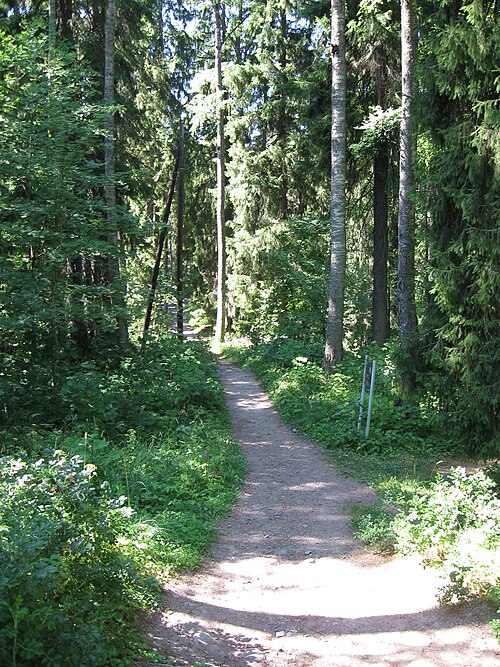 Photographie d'un chemin de terre à travers une forêt