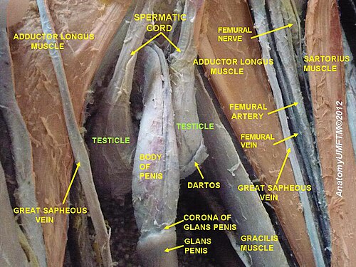 Testicule