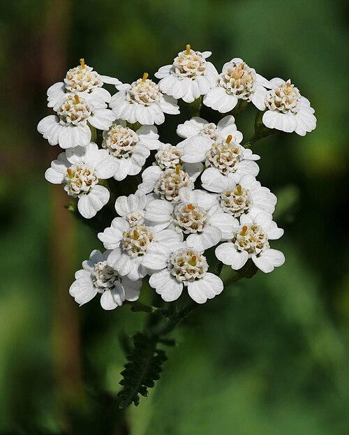 Gros plan sur les fleurs