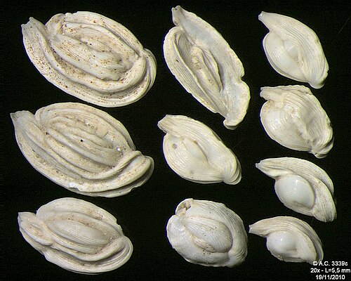 Foraminifères de l'île de Pag, mer Adriatique -60 m, largeur du champ 5,5 mm