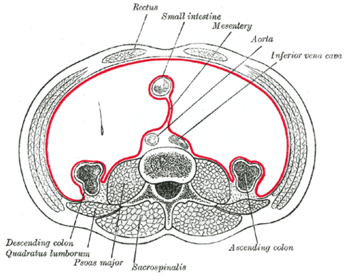 Disposition horizontale du péritoine dans la partie inférieure de l'abdomen