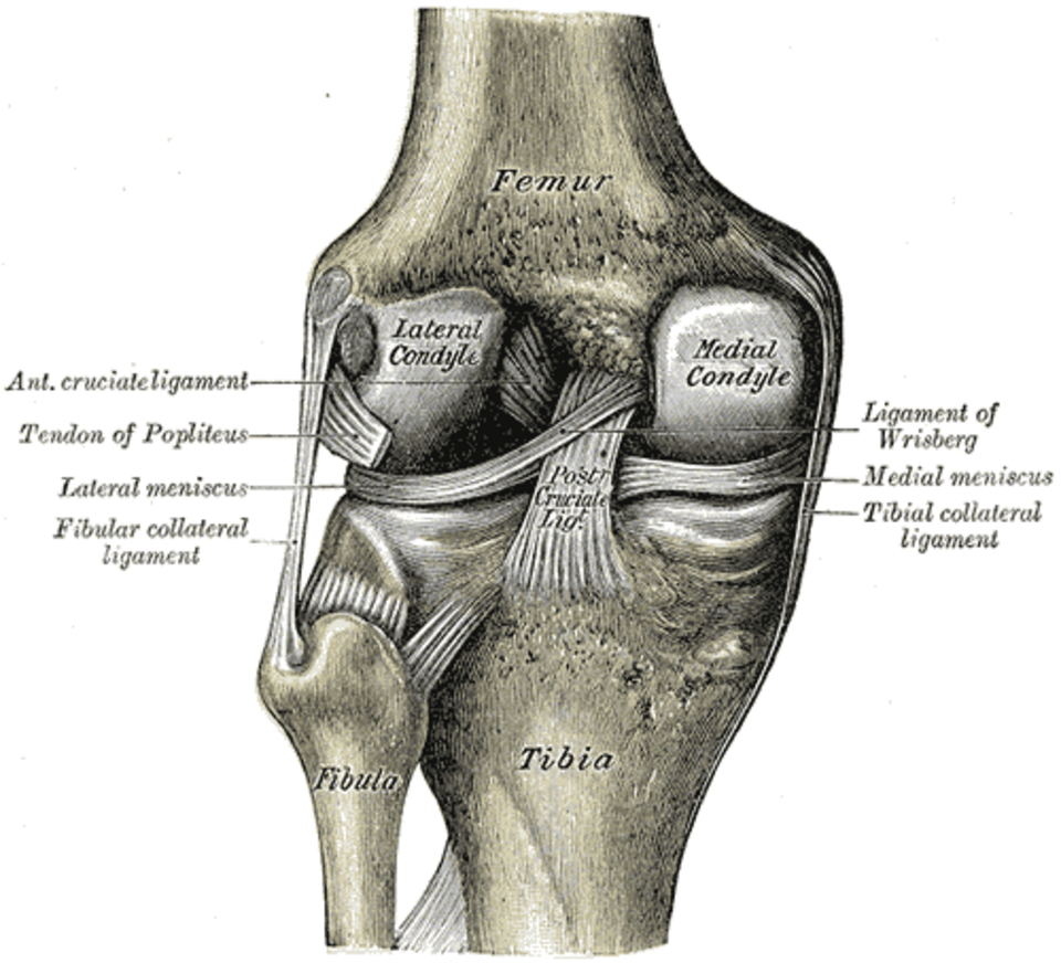 Vue postérieure de l'articulation du genou gauche, montrant les ligaments internes.
