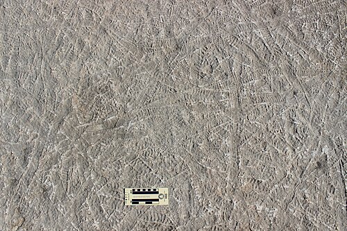 Pistes densément compactées, subaériennes ou côtières (Climactichnites wilsoni) faites par un mollusque putatif ressemblant à une limace sur une vasière cambrienne