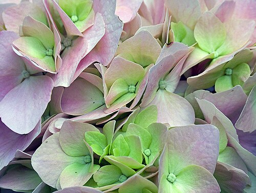 Gros plan sur des fleurs d'hortensia.