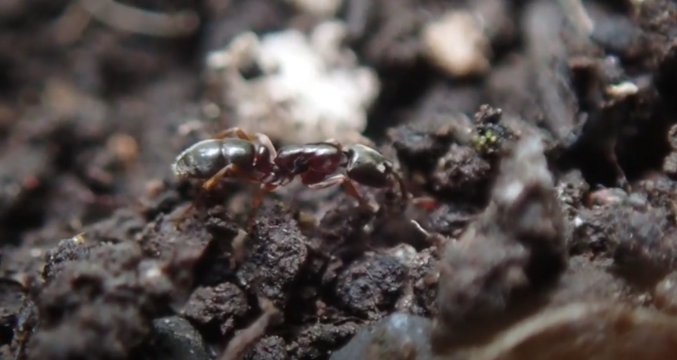 Une ouvrière d'Hypoponera, probablement H. opacior, rampe dans le sol sous la litière de feuilles.