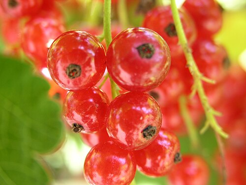 Baies de groseilles rouges