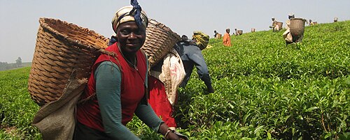 Producteurs de thé tanzaniens