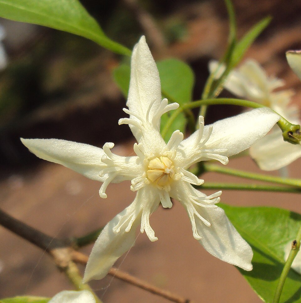 Wrightia tinctoria fleur simple