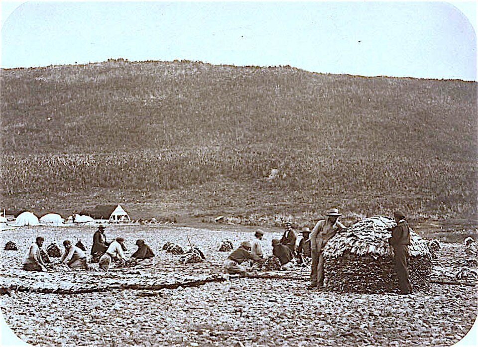 Préparation de la morue, station de pêche française du cap Rouge, Terre-Neuve, vers 1857-1859