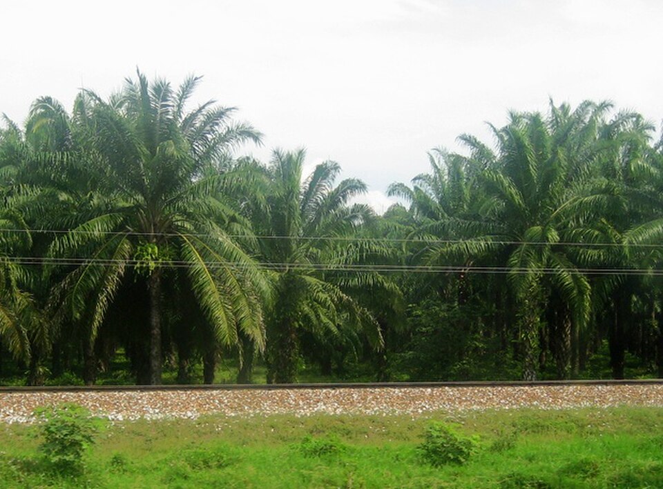E. oleifera (Amérique centrale et Amérique du Sud)