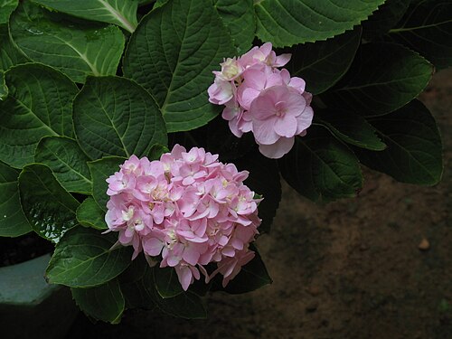 Fleurs d'hortensia du Kerala, Inde