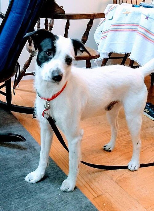 Le séquençage de l'ADN a montré que ce chien bâtard était un mélange de Labrador Retriever, de Bull Mastiff, de Chow, de Bouvier Australien, de Corgi et de Pit Bull.