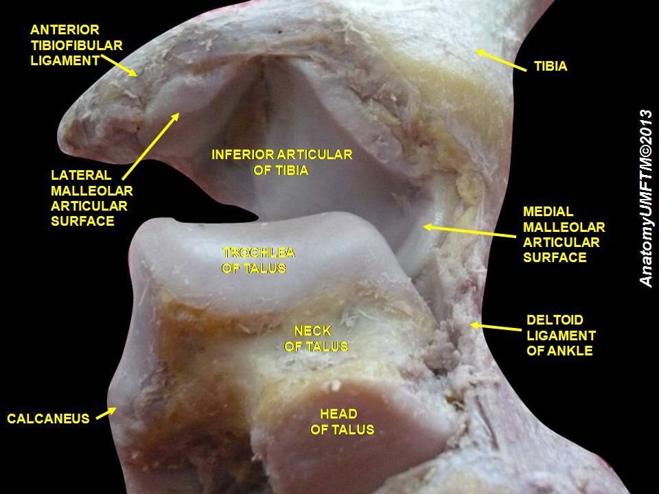 Articulation de la cheville. Dissection profonde.