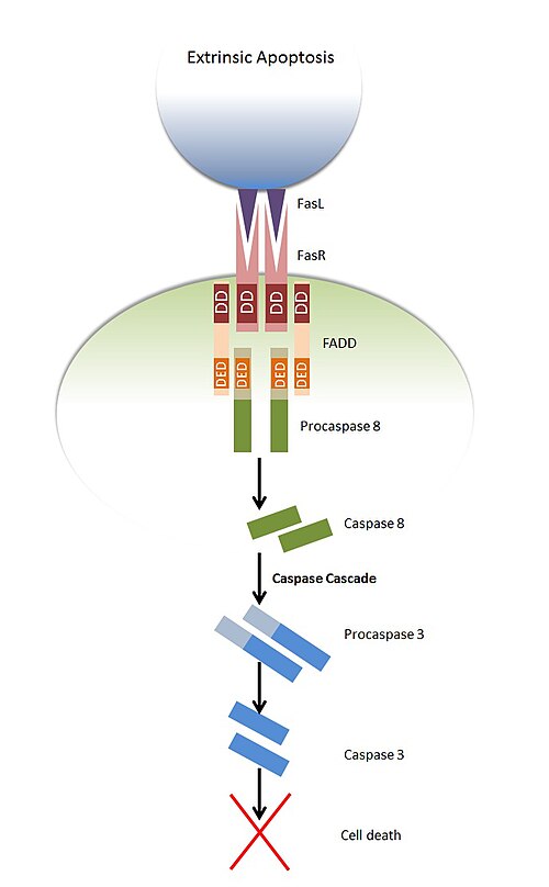 Le diagramme montre la voie apoptotique extrinsèque par laquelle le récepteur Fas (FasR) d'une cellule est stimulé par le ligand Fas (FasL) d'une autre cellule, recrutant FADD sur le FasR via une interaction entre les domaines de mort (DD) des deux molécules. La procaspase 8 est recrutée sur FADD et interagit via les domaines effecteurs de mort (DED) des deux molécules. Cela entraîne le clivage et l'activation de la procaspase 8, formant la caspase 8, qui continue à cliver et à activer d'autres caspases telles que la procaspase 3 pour initier la cascade de caspases qui conduit à la mort cellulaire