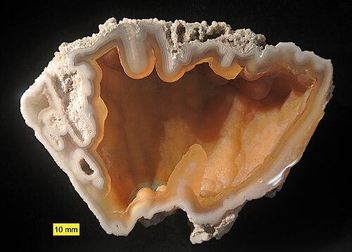 Corail agatisé du groupe Hawthorn (Oligocène-Miocène), Floride. Un exemple de préservation par remplacement.