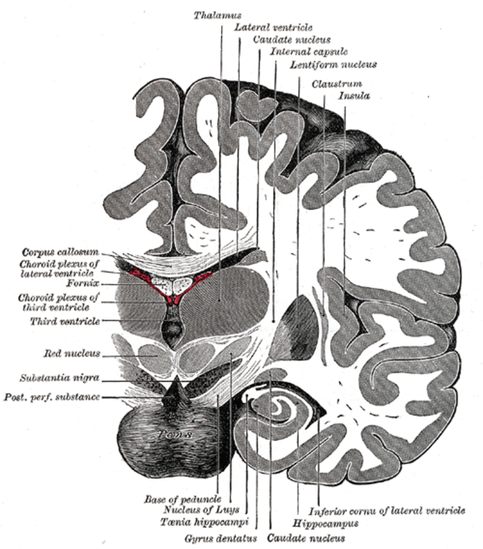 Coupe coronale du cerveau immédiatement en avant du pont (l'insula est indiquée en haut à droite)