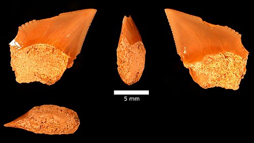 Dent de Squalicorax falcatus ? Formation Menuha.