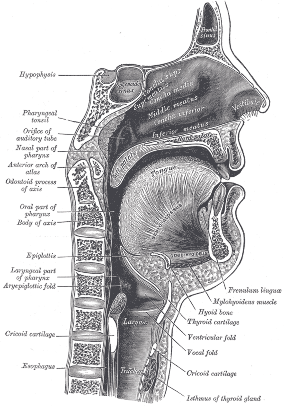 le larynx et la musculature associée