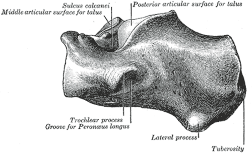 Calcanéum gauche, surface latérale