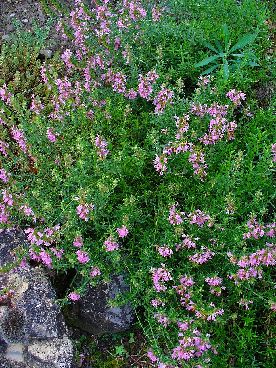 Hysope officinale