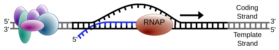 L'ARN polymérase se déplace le long d'un tronçon d'ADN, laissant derrière elle un brin d'ARN nouvellement synthétisé.