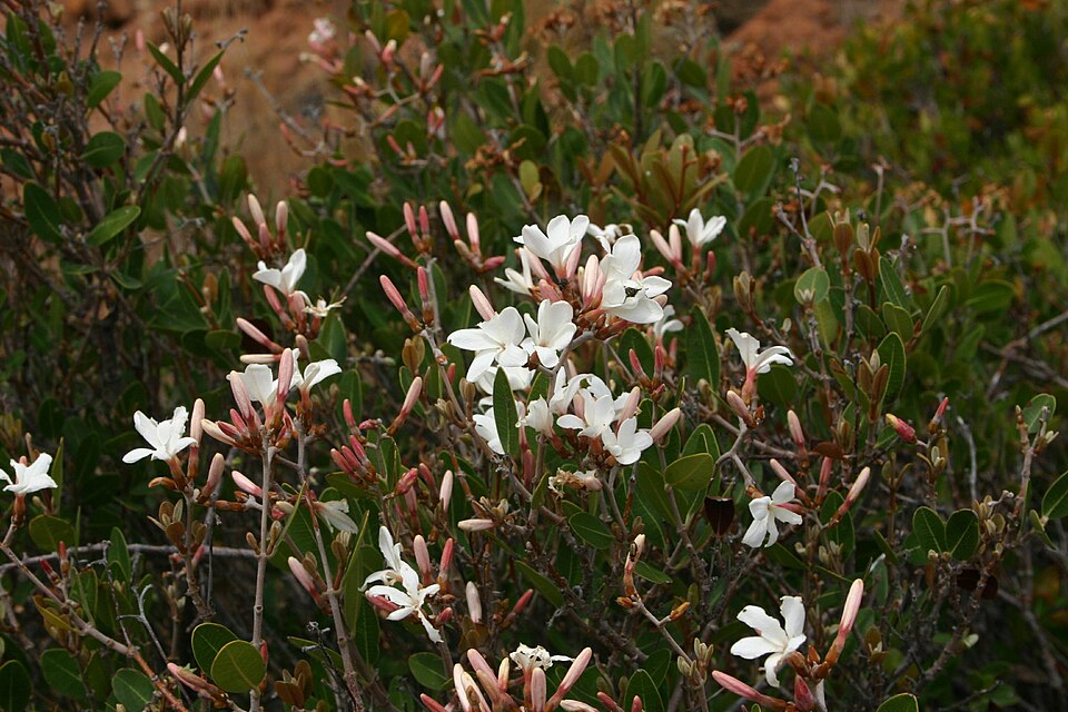 Ancylobothrys capensis