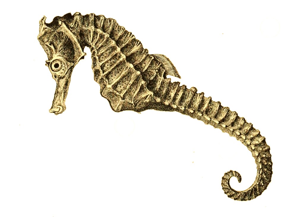 Les hippocampes ont une peau fine tendue sur des plaques osseuses disposées en anneaux.