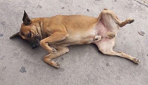 Un chien des rues mexicain