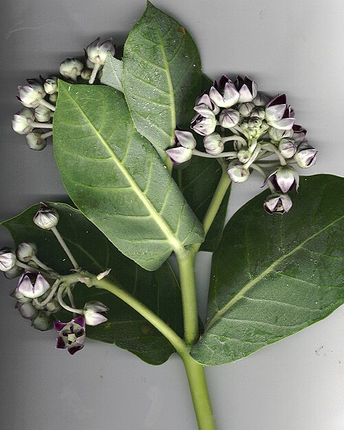 Branche de Calotropis procera avec des fleurs