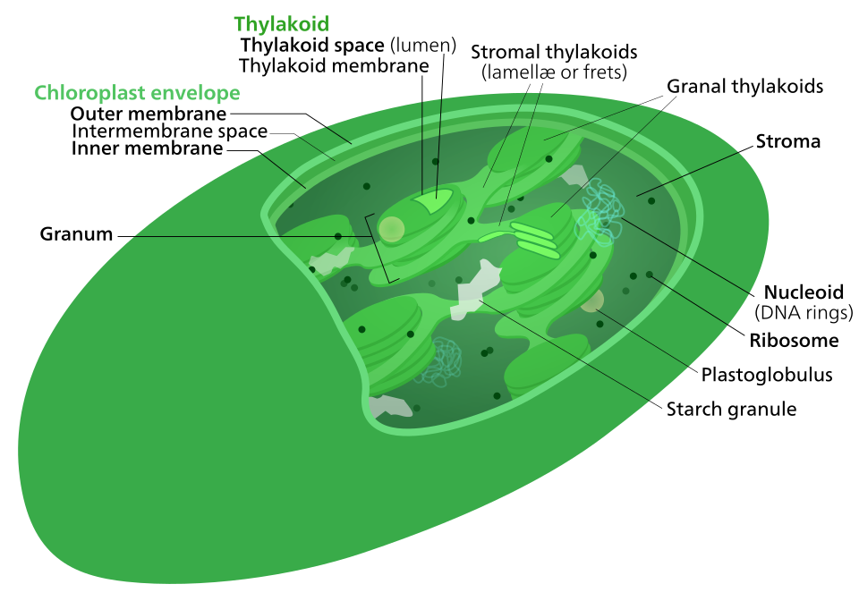 La structure interne d'un chloroplaste