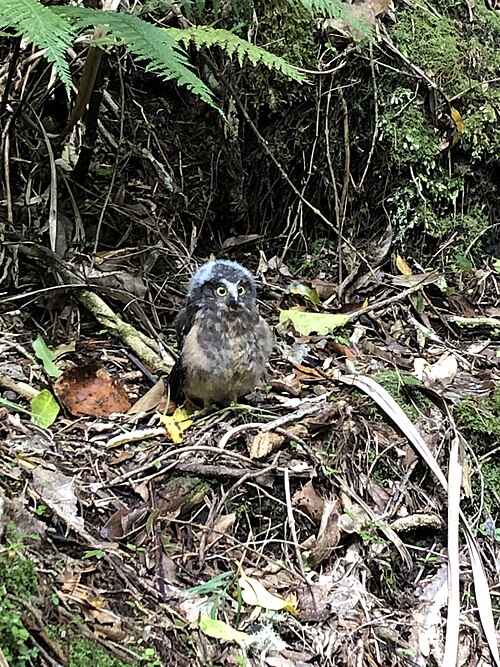 Ruru niché dans le parc forestier de Remutaka, Nouvelle-Zélande