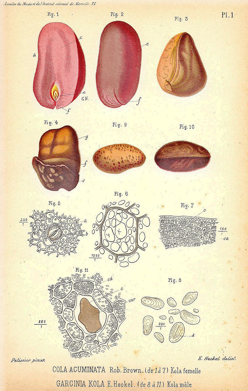 Comparaison et contraste des graines de kola véritable / « femelle » (= Cola acuminata) avec celles de la kola amère / « mâle » (= Garcinia kola)