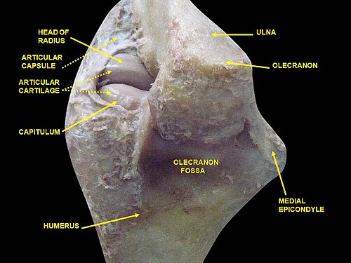Articulation du coude. Dissection profonde. Vue postérieure.