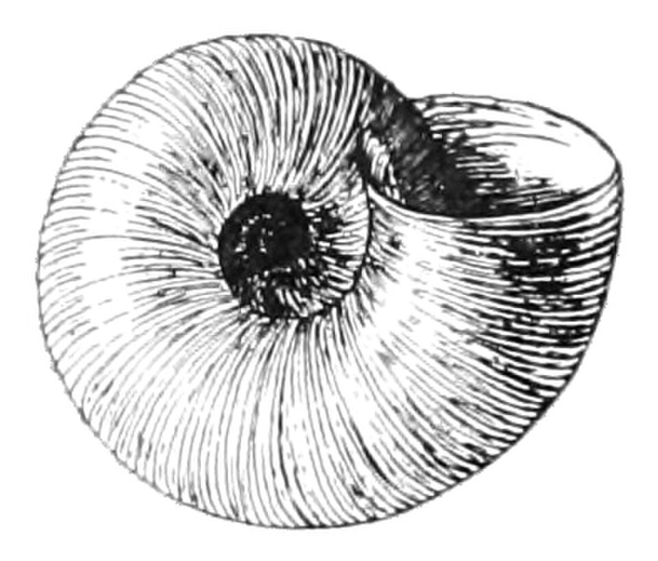 Vue ombilicale de la coquille de Valvata sincera